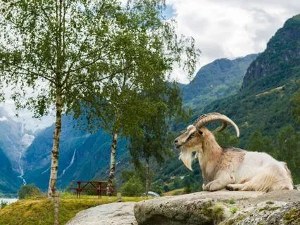 Capricorn Activation | Saturn 147.85 Hz Zodiac Tuning Fork