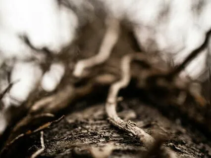 Capricorn Meditation