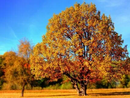 Care For Your Abundance Tree