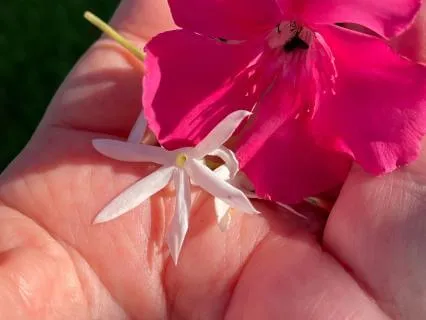 Caregiver's Daily Hand Massage
