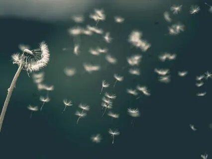 Caregiver's Serenity Meditation