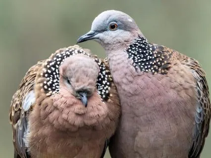 Carers  -Self Compassion
