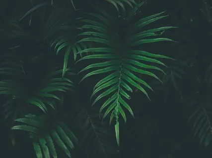 Caribbean Nature Evening