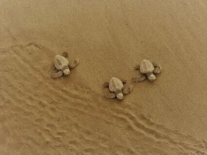 Caribbean Turtle Beach