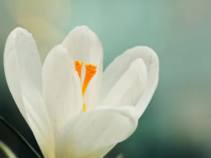 Carolina Silver Bell