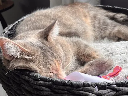 Cat Comfort For Anxiety