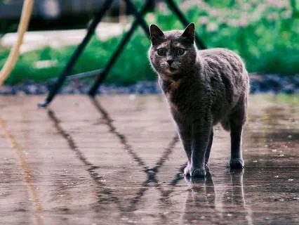 Cat In The Rain - A Short Story Written By Ernest Hemmingway