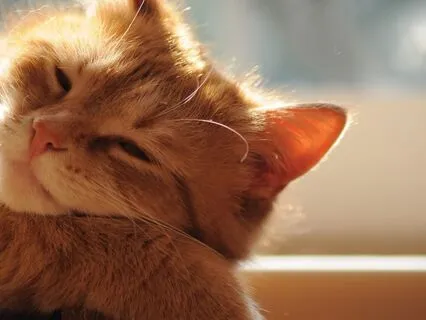 Cat In The Sun Energy - For Deep Relaxation