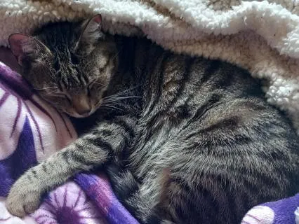 Cat Nap Nidra | Rest With Your Pet