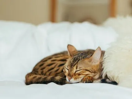 Cat Purring At 40 Hz