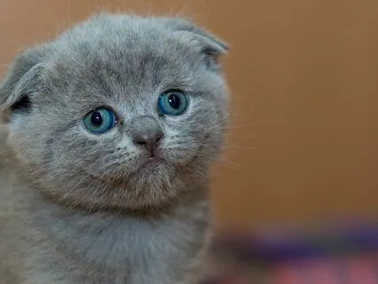 Cat Purring 741 Hz Alpha Brainwaves Heal Throat Chakra