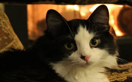 Cat Purring & Fire Crackling Winter Ambiance