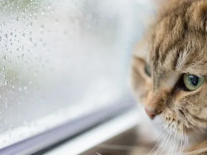 Cat Purring And Rain Hitting On Window