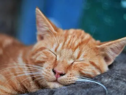 Cat Purring ASMR Sound Therapy - 8 Hours For Sleep