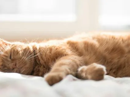 Cat Purring Cat Purring 75 Hz Healing