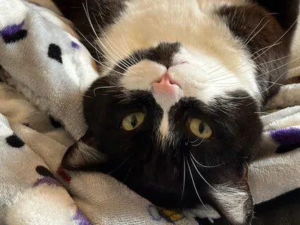 Cat Purring (Drifting Off To Sleep)