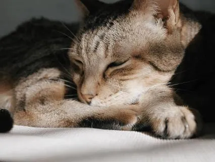 Cat Purring For Peaceful Rest