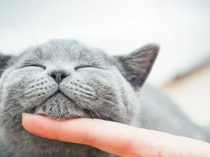 Cat Purring For Relaxation, Sleep And Calming Down