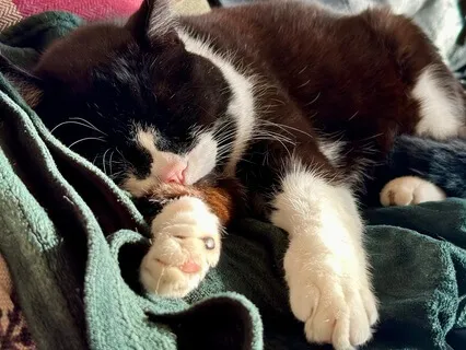 Cat Purring For Sleep - (2 Hours)