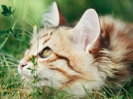 Cat Purring In The Garden