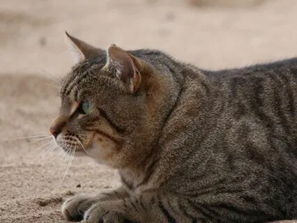 Cat Purring On The Beach For Happiness And Relaxation