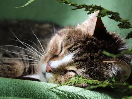 Cat Purring – Your Overnight Comfort Sound For Deep Sleep