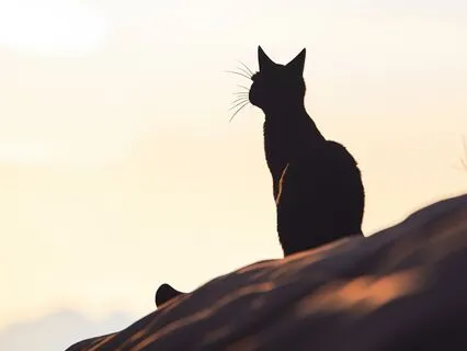 Cat's First Spring Sleep Meditation