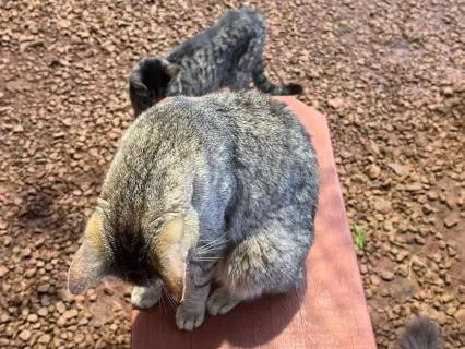 Cat Sanctuary Visit Lanai