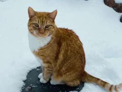 Cat Tales: Bones And The Snow Day