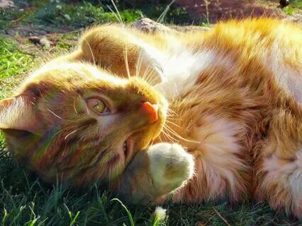 Bedtime Cat Tales: Bones At The Park