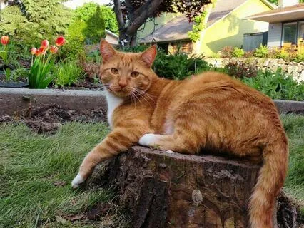 Bedtime Cat Tales: Bones & The Car Wash