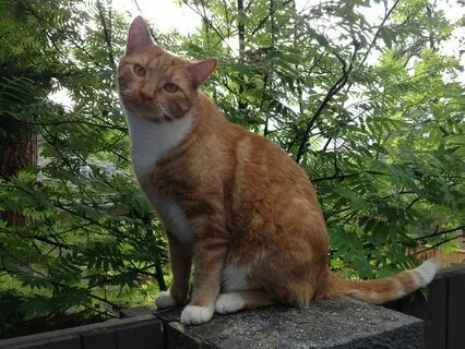 Bedtime Cat Tales: Bones, The Neighbourhood Cat