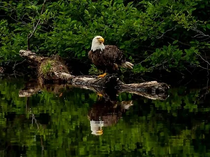 Catastrophic Thinking And The Nervous System