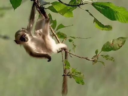 Catching The Monkey
