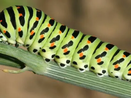 Becoming The Butterfly: Caterpillar Inner Child Meditation