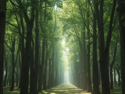 Cathedral Of Trees