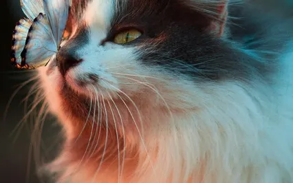 Cats In Finnish Mythology