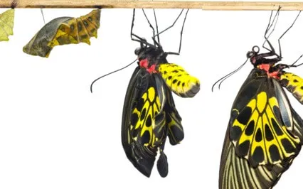 Celebrate The Cycles (Divine Feminine) Morning Meditation