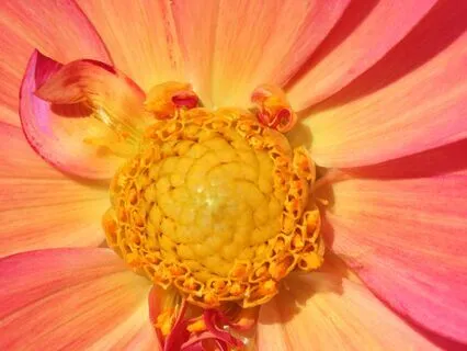 Celebrate Your Birth Day: A Sound Bath Meditation