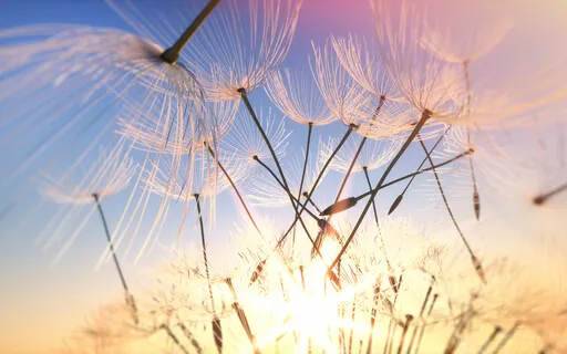 Celebrating Life: Invoking Appreciation, Joy & Happiness