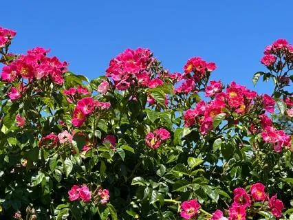 Celebrating Summer: A Seasonal Reflection