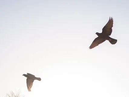 Celebrating Transition