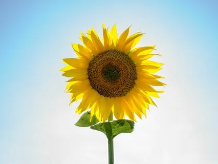 Celebrating Your Authentic Self