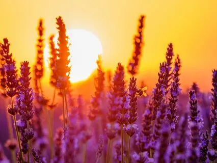 Celebrating Your Wins: An Evening Meditation