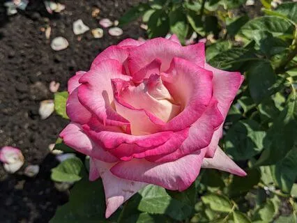 Celebration | Mindful Motivation