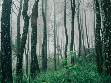 Celestial Calm: Focus Meditation