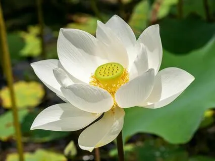 Celestial Connection| Inspire Your Crown Chakra