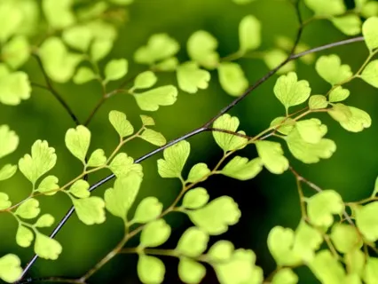 Cello For The Heart Chakra (Anahata) - Love & Compassion