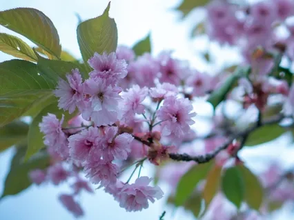 Cello Music For Sleep: Close Your Eyes