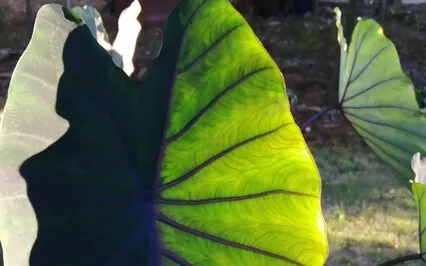 Cello+Nahuatl Shamanic Chant 432hz